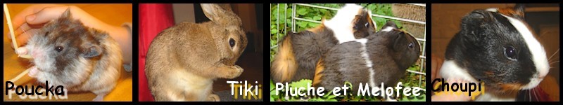 Photos : chons, lapin et hamster ! édit : la ptite Shanel. Prkari11