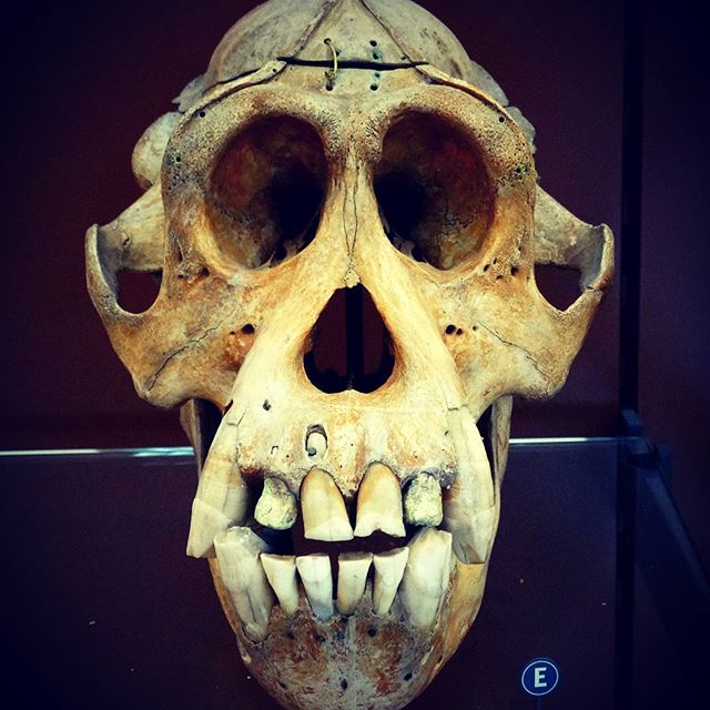 Crânes humain et divers Real Human Skulls Skull for sale 15876311