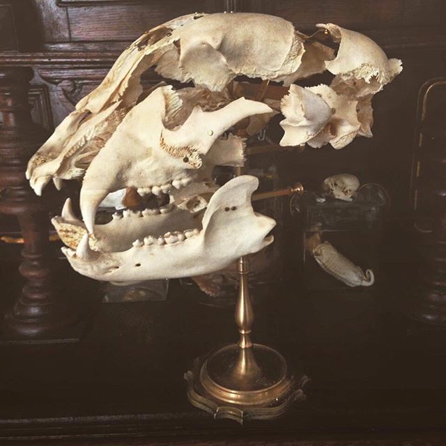 Crânes humain et divers Real Human Skulls Skull for sale 18298310