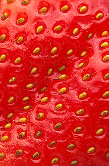 question : fraisier (ou pas) 220px-10