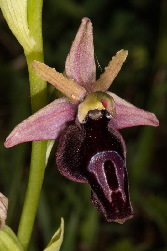 Grèce continantale et Laconie avril 2017 Ophrys37