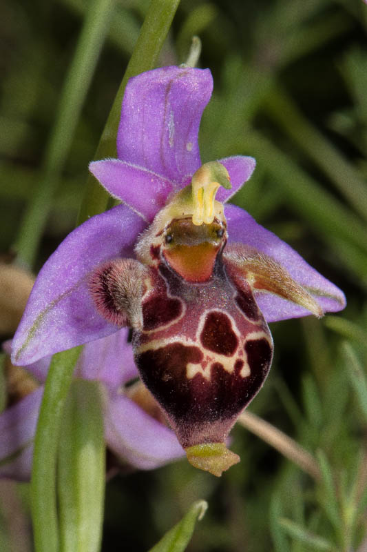 Grèce continantale et Laconie avril 2017 Ophrys78