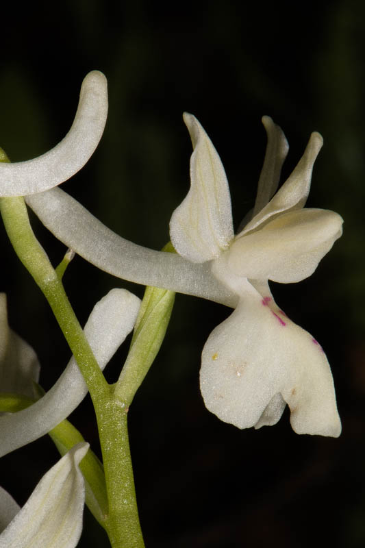 Grèce continantale et Laconie avril 2017 Orchis13