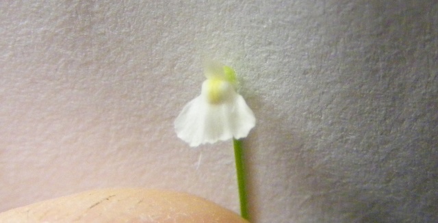 Les fleurs d'Utricularia Dscf7213
