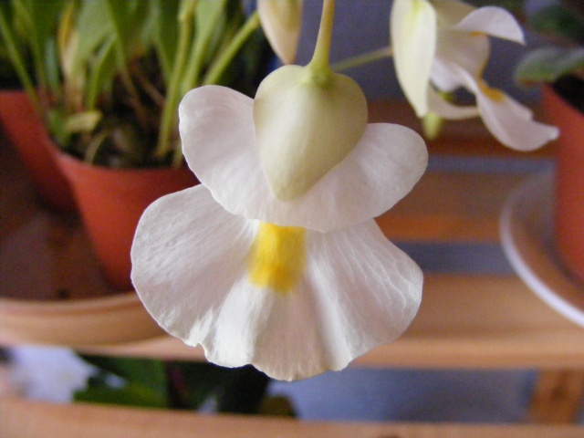 Les fleurs d'Utricularia Utricu10