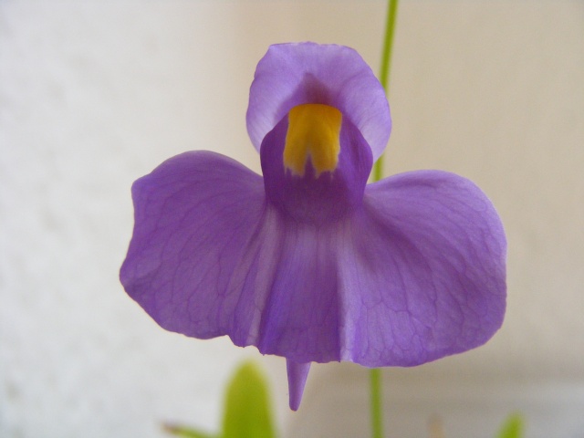 Les fleurs d'Utricularia Utricu11