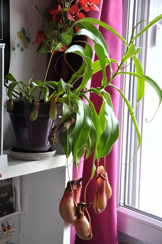 Nepenthes x Velvet, conseils pour un débutant  A15