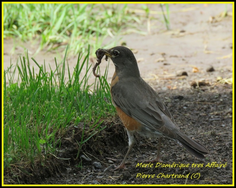 Cet Apres-Midi au Parc Bellerive Merle_12