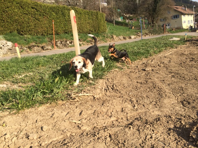 Berni, l'adorable beagle & Bobby, le gentil x caniche OU de Pontivy à l'Oasis ... - Page 4 Adopt110