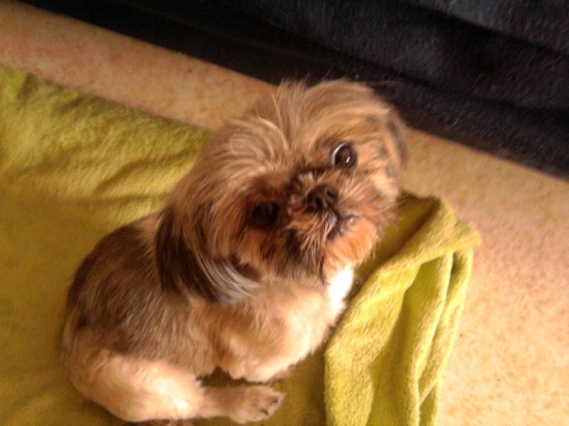 Cali - 7 ans - une toute mignonne shih-tzu ... - Page 4 Cali210