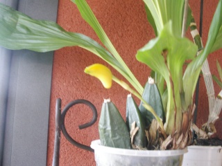 Lycaste Pict0716