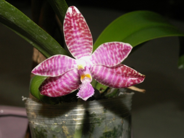 Phalaenopsis lueddemanniana Pict0810