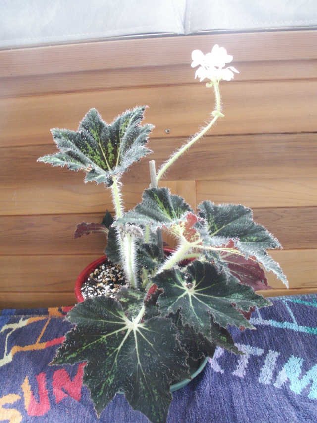 Begonia Palomar Prince Pict0819