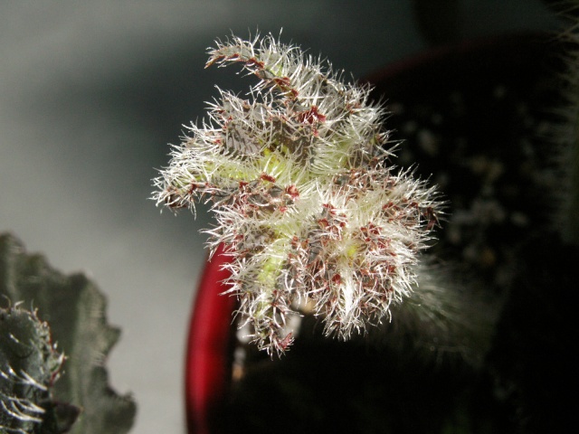 Begonia Palomar Prince Pict0822