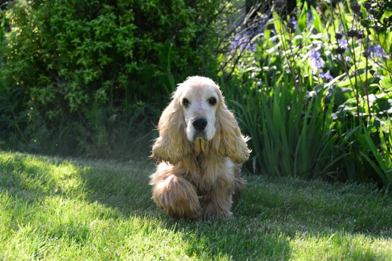 JAMIE, cocker mâle golden environ 10 ans, dépt 16 13750110