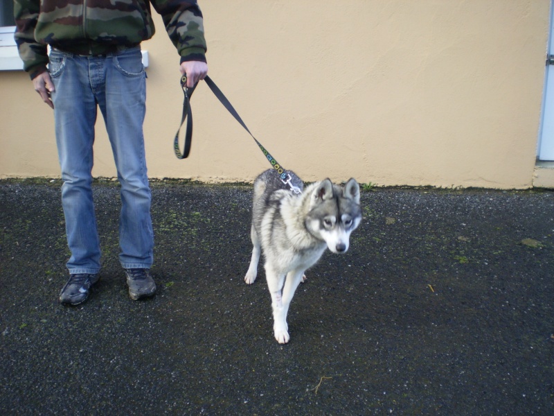 HELYANA husky née 08/2012/ pas de chats. en pension ( 49 ) ADOPTEE Pb300014