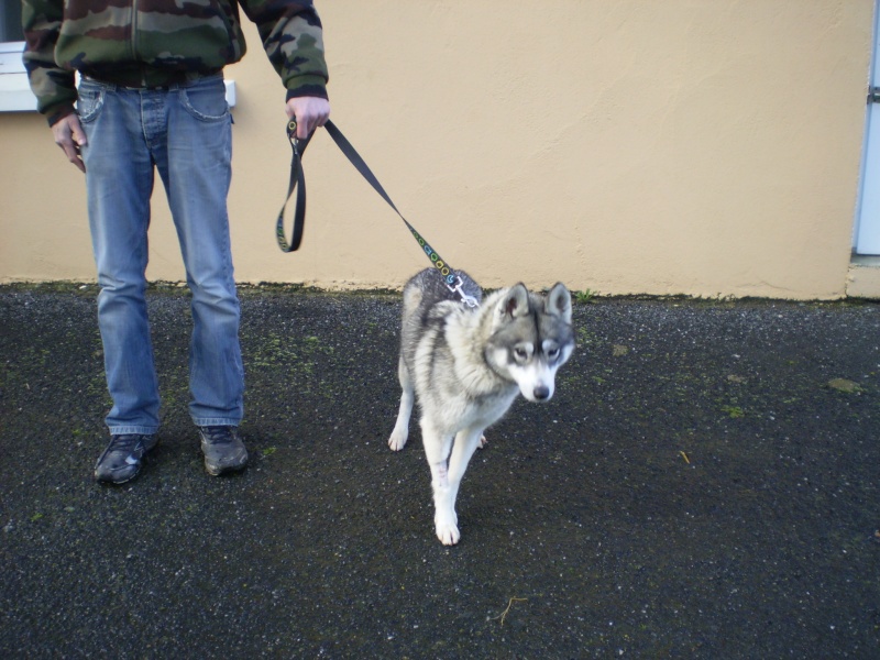 HELYANA  husky  née   08/2012/ pas de chats.   en pension  ( 49 ) ADOPTEE Pb300014