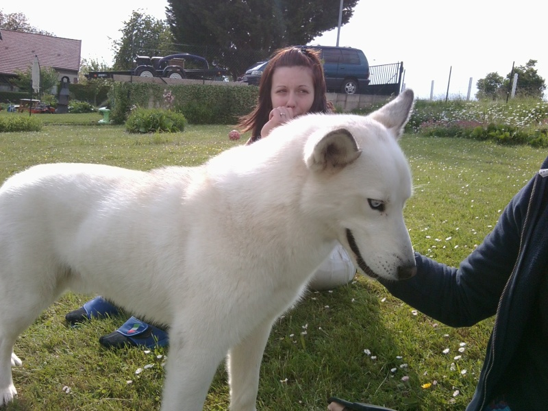 MAX husky de 8 mois maltraité . VIT A LATTACHE. ASSO: 49 ADOPTE - Page 2 Photo012