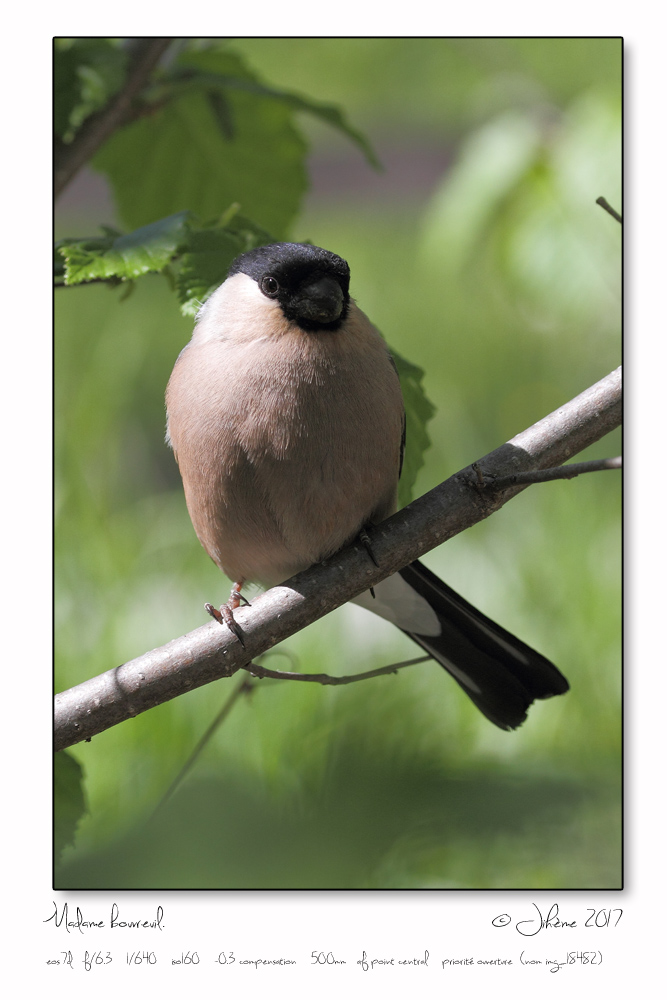 Quelques piafs de mon jardin et de mes montagnes: - Page 2 Oiseau22