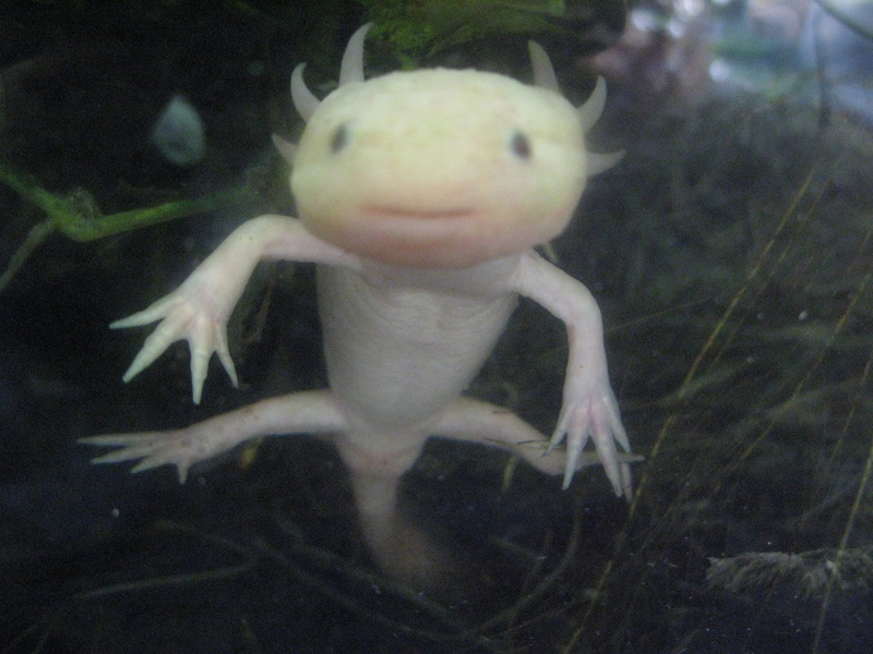 Un de mes axolotl  Img_3510