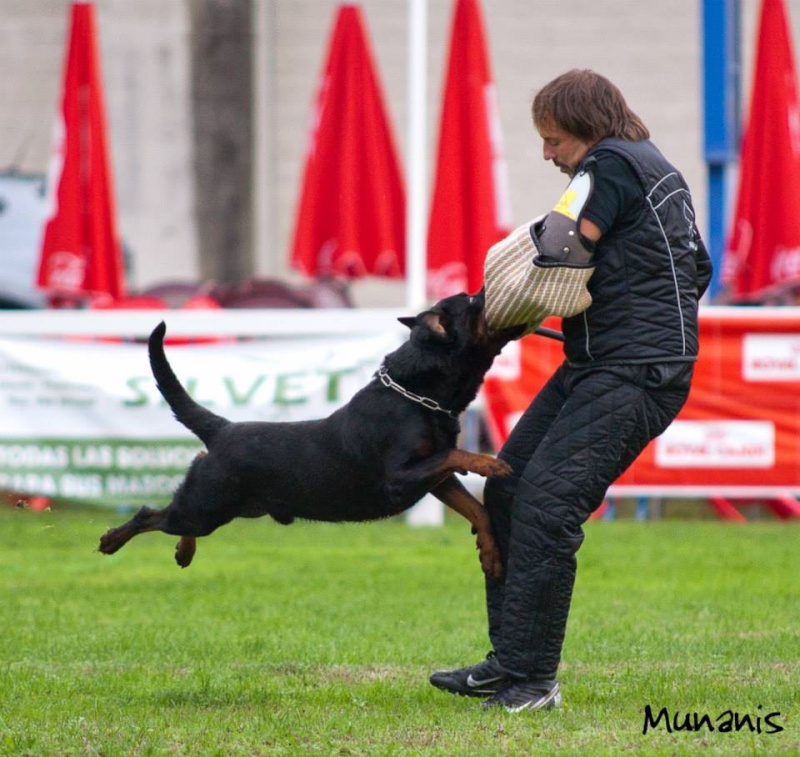 Championnat du monde IFR Rottweiler 13918010
