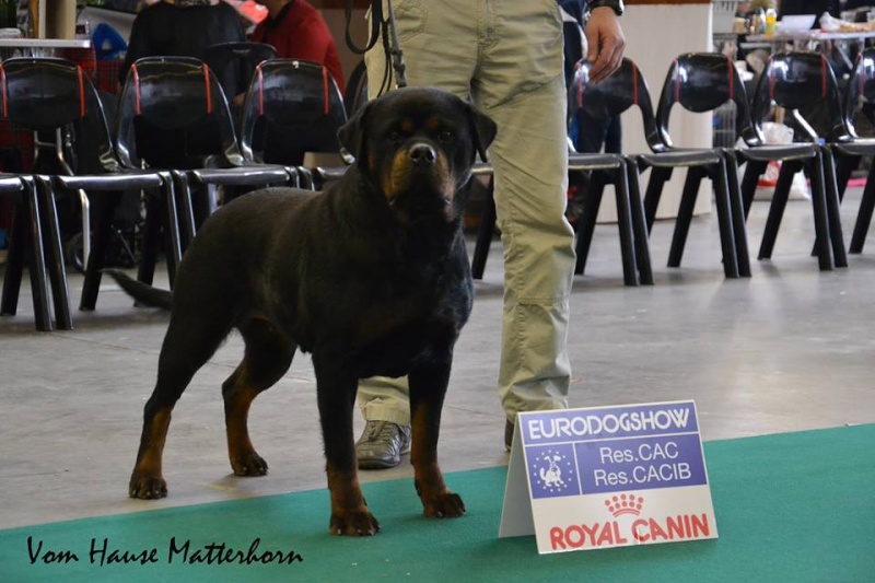 50ème EURODOGSHOW Belgique 16-17/11/2013 14574810