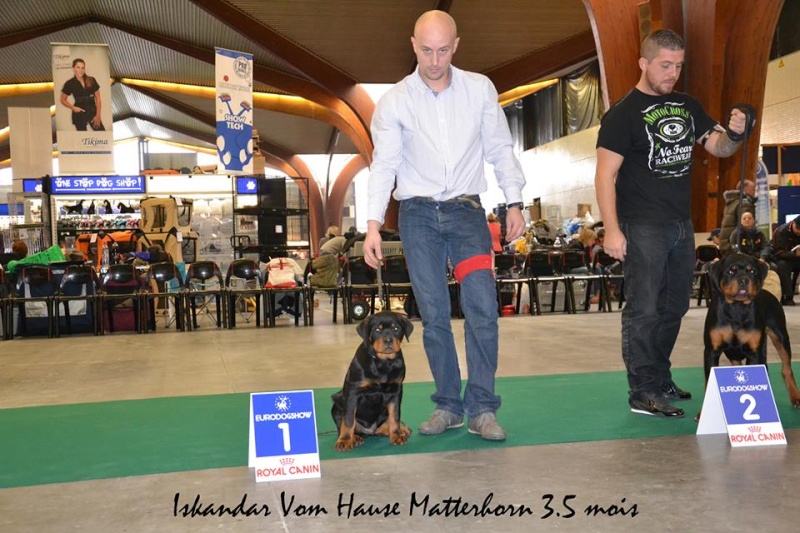 50ème EURODOGSHOW Belgique 16-17/11/2013 14673610