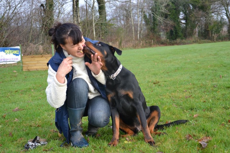 RCI et rottweiler 15034311