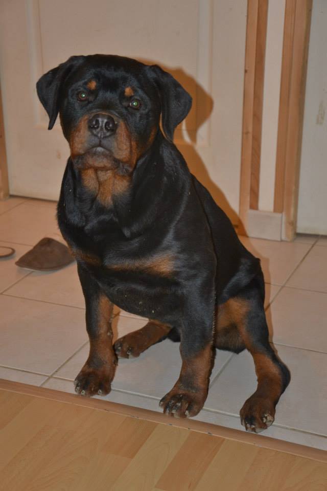 Iskandar Vom Hause Matterhorn - Rottweiler - Page 2 16207511