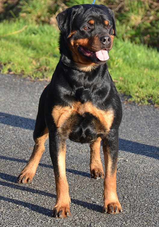 Votre RottWeiler - Page 2 Berett10