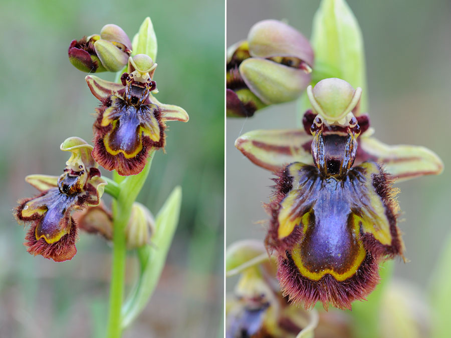 Ophrys speculum (Ophrys miroir)  Dsc_0222