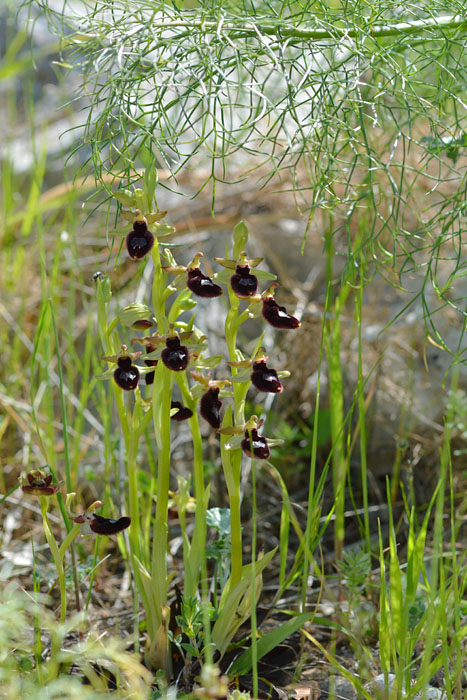 Ophrys  bertoloniformis Jlr_0718