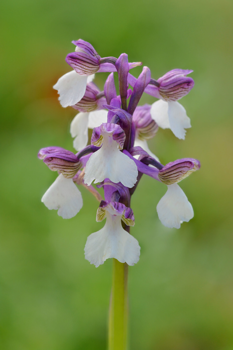 Orchidées et ambiances florales des Pouilles Jlr_0810