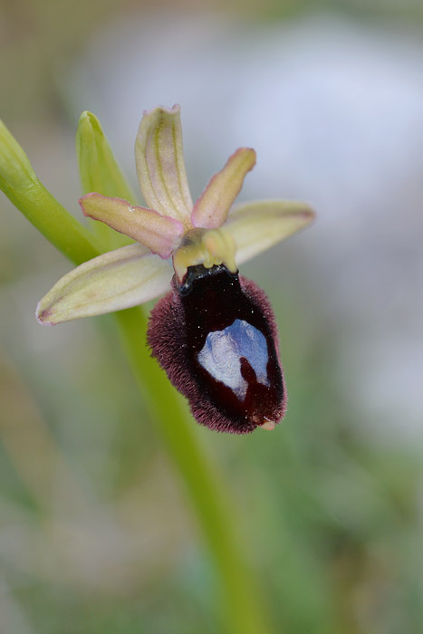 Ophrys  bertoloniformis Jlr_0814
