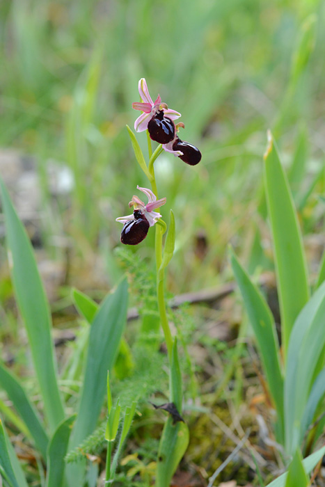 Orchidées et ambiances florales des Pouilles Jlr_1011