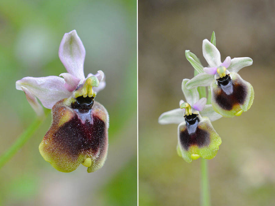 Ophrys normanii Jlr_2511