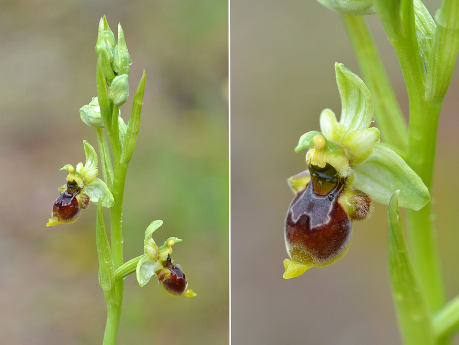 Ophrys conradiae Jlr_2512