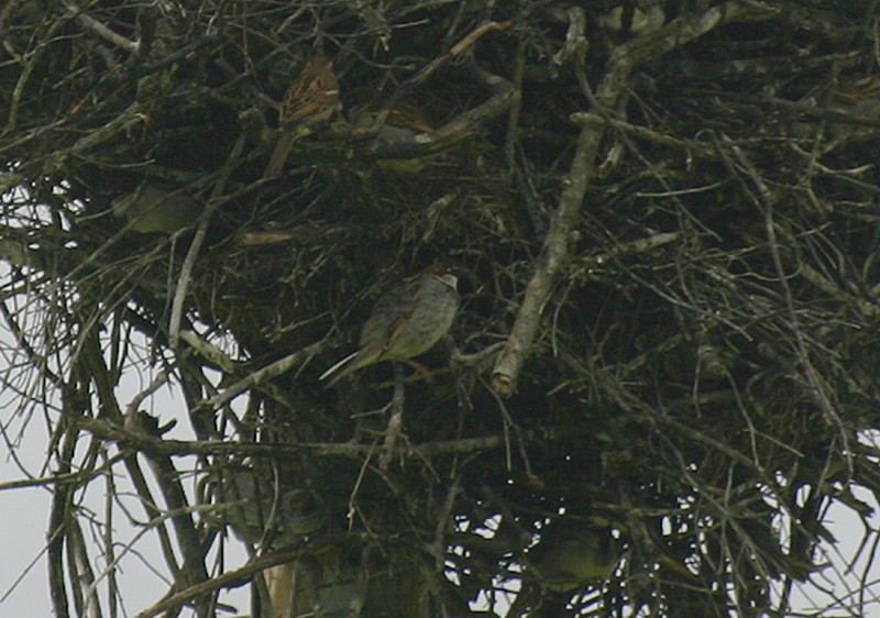 Passer domesticus x hispaniolensis Pas_do10