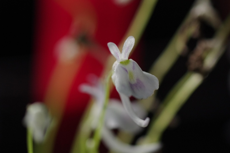 Utricularia Sandersonii Imgp4211