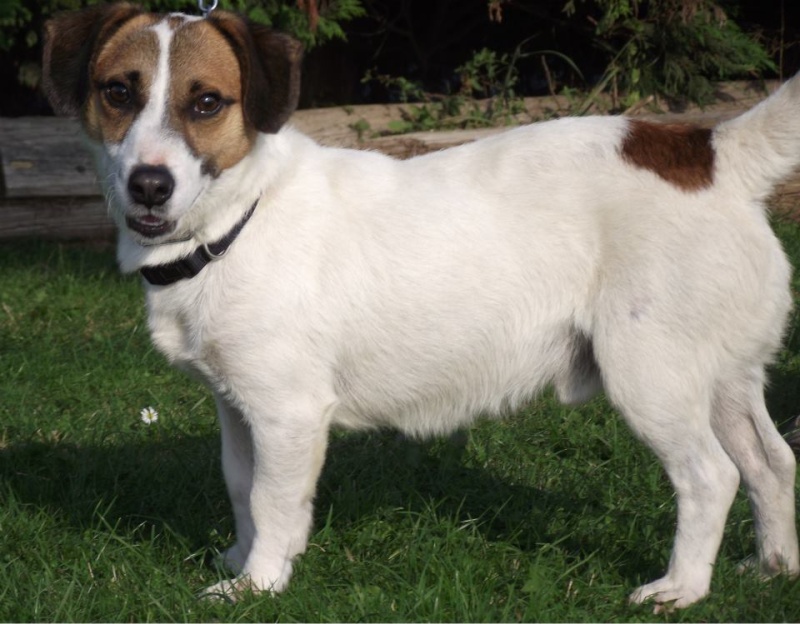 Robb, jack russel terrier de 3 ans Robb10