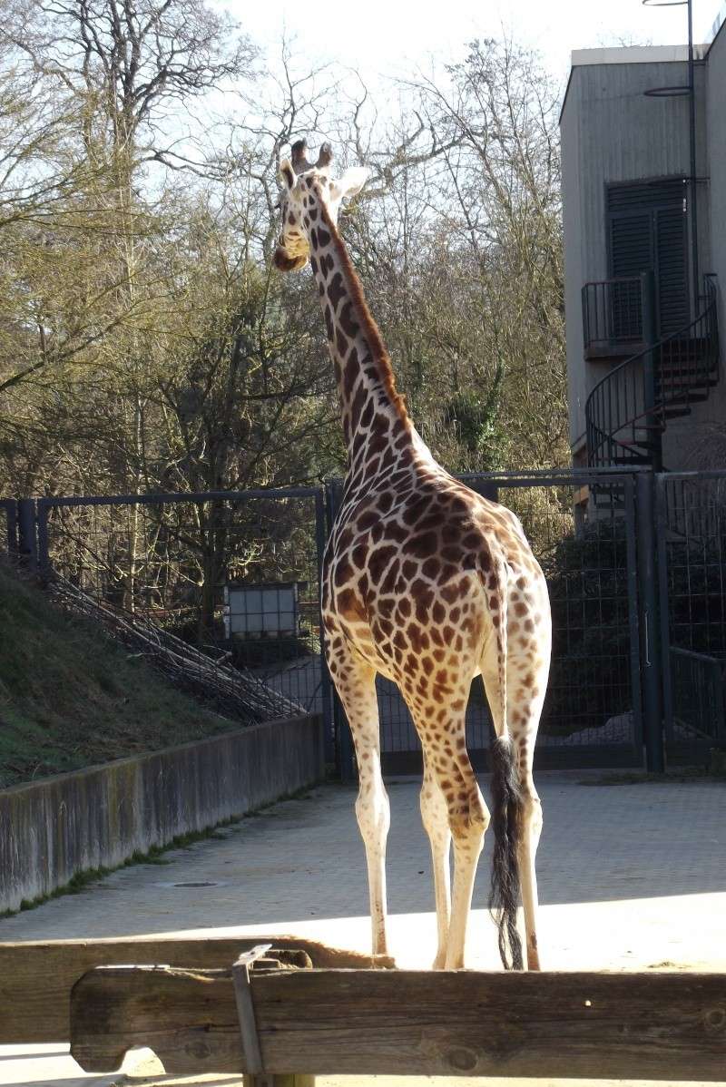 Zoo Saarbrücken Dscf4613