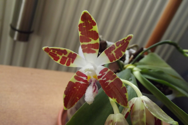 Phalaenopsis sumatrana Dscf7713