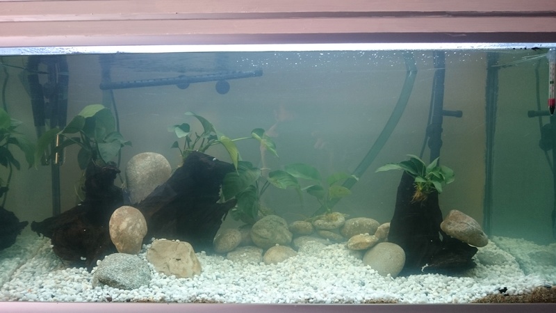 mon nouveau aquarium aquatanlis 190 litres Dsc_0014