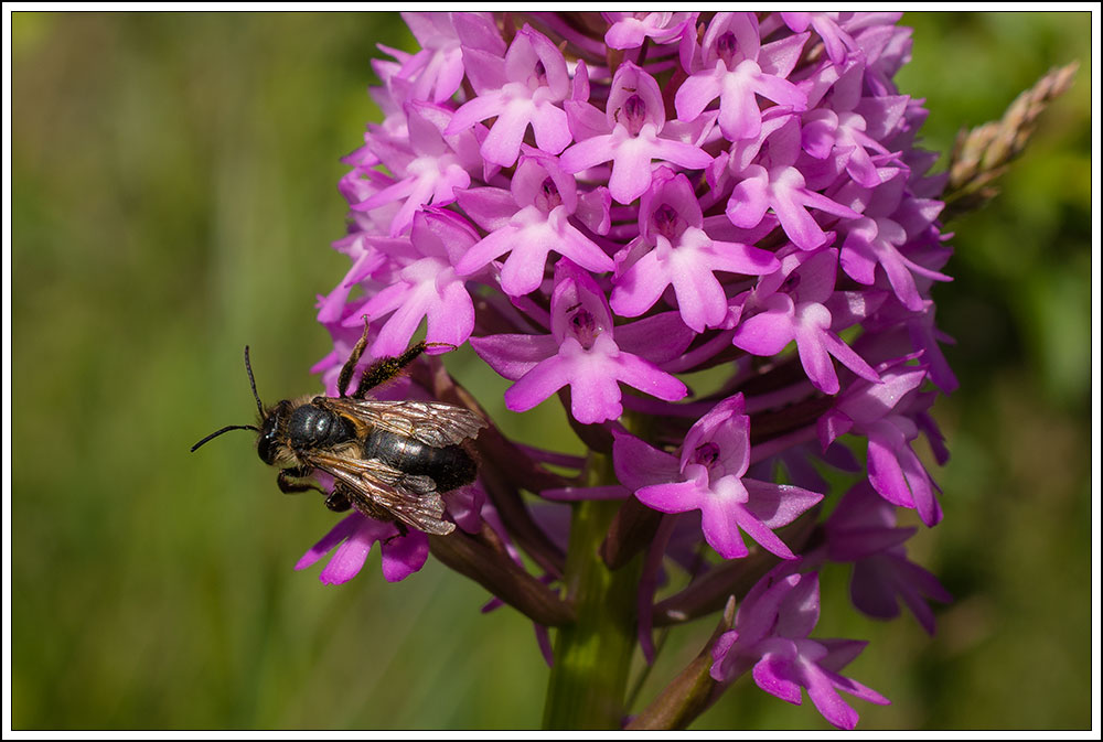 Abeille, a determiner SVP 17060610