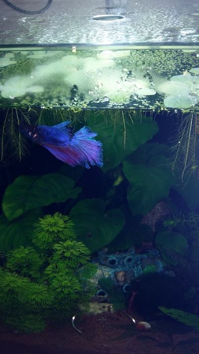 nano 30L combattant Betta211