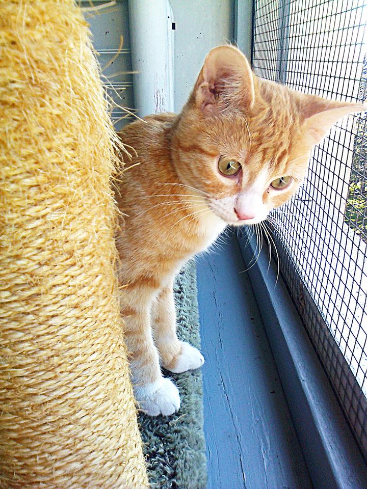 INDI ( devenu WILLY ) 7 mois 19626010