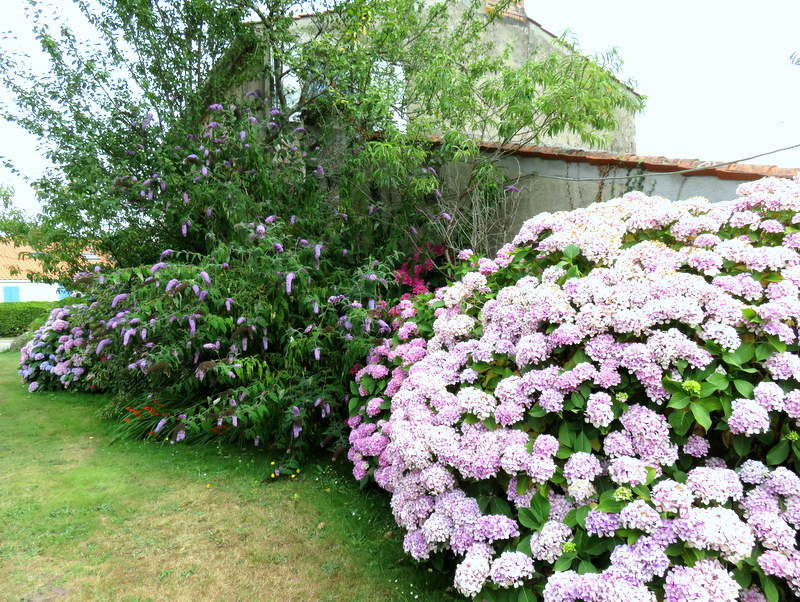 rhododendron qui va pas bien 006_910