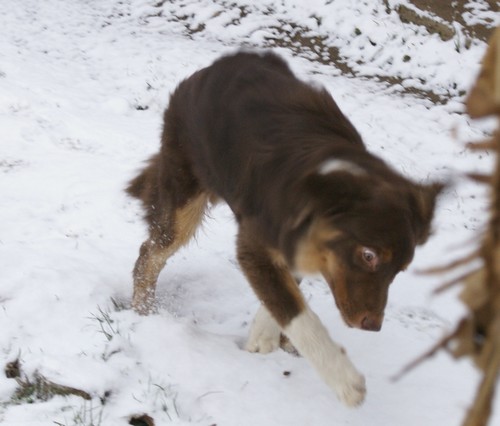 Berger australien sous la neige Dawson11