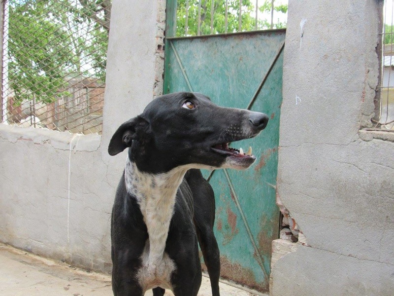 Cacao splendide galgo noir  Adopté  Cacao_11