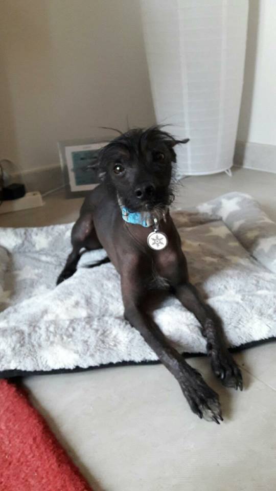 Caramel chien chinois à crête à l'adoption Scooby France  Adopté  Carame17